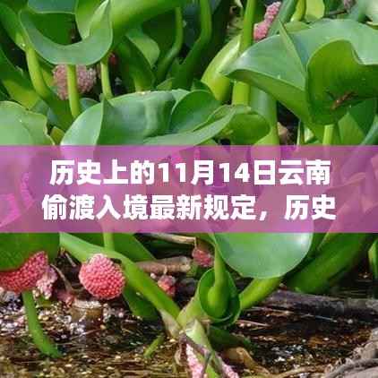 历史上的11月14日,云南偷渡入境规定的演变与最新动态