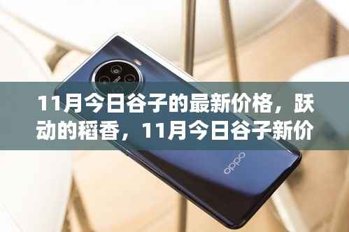 跃动的稻香,揭秘谷子新价格背后的励志故事与最新行情