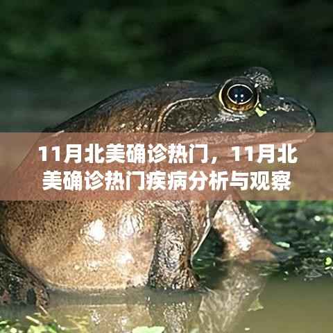 11月北美热门疾病分析与观察,确诊趋势及影响探讨