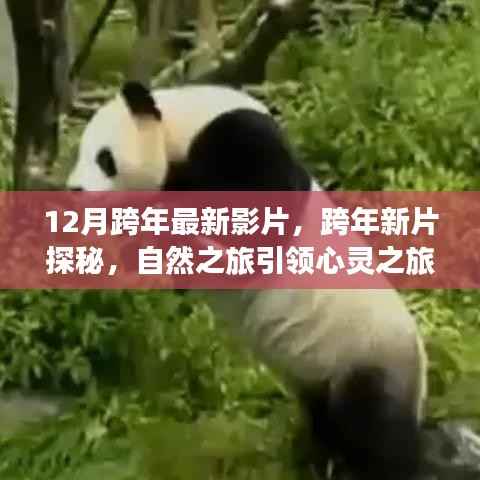 跨年新片探秘，自然之旅引领心灵之旅，启程心灵宁静之旅