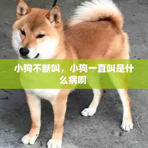 小狗不断叫，小狗一直叫是什么病啊 