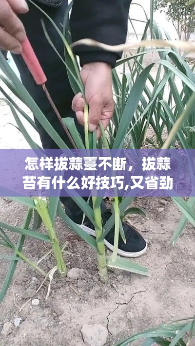 怎样拔蒜薹不断,拔蒜苔有什么好技巧,又省劲,速度又快