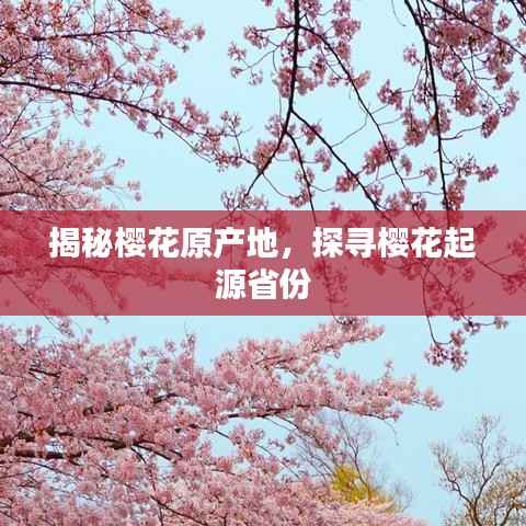揭秘樱花原产地,探寻樱花起源省份