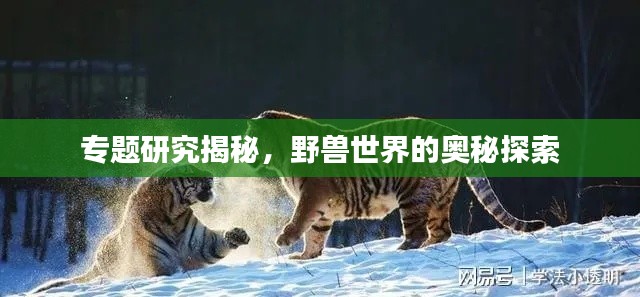 专题研究揭秘,野兽世界的奥秘探索